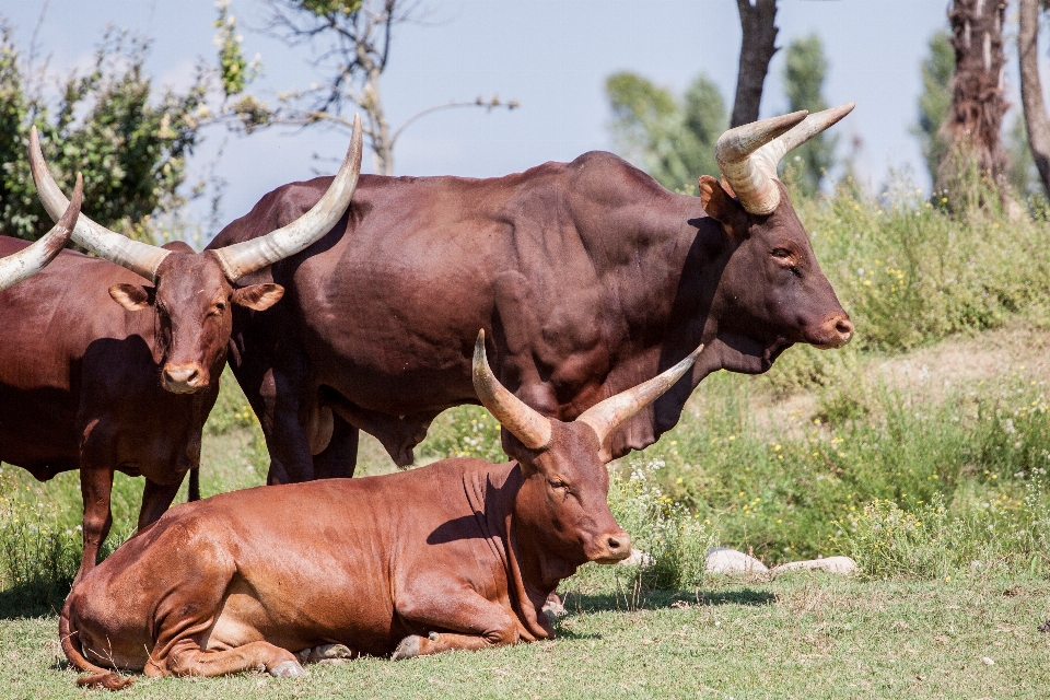 Natureza animal animais selvagens buzina