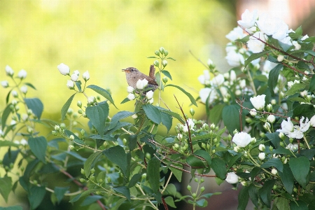 Nature branch blossom plant Photo