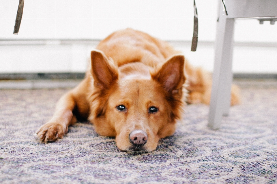 Welpe hund säugetier haustier
