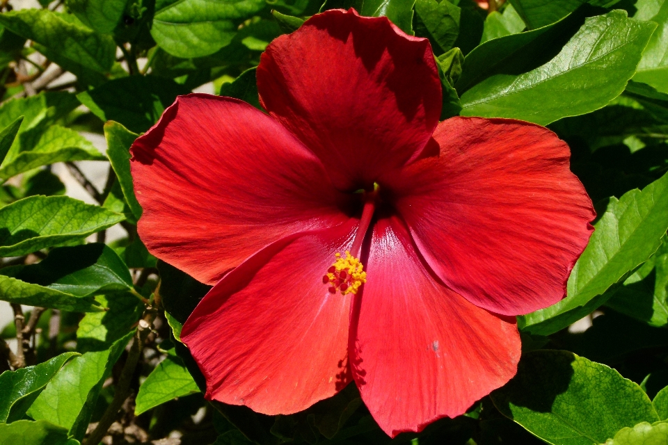 Florecer planta flor pétalo