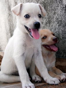 子犬 犬 動物 哺乳類 写真