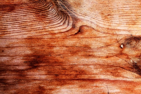 Tree branch wood grain Photo