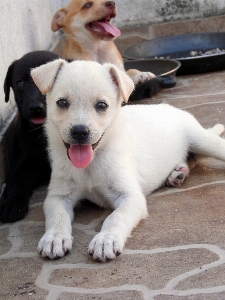 Welpe hund tier säugetier Foto