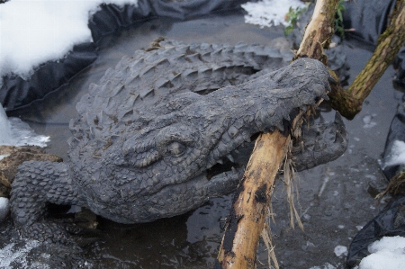 Floor metal reptile fauna Photo