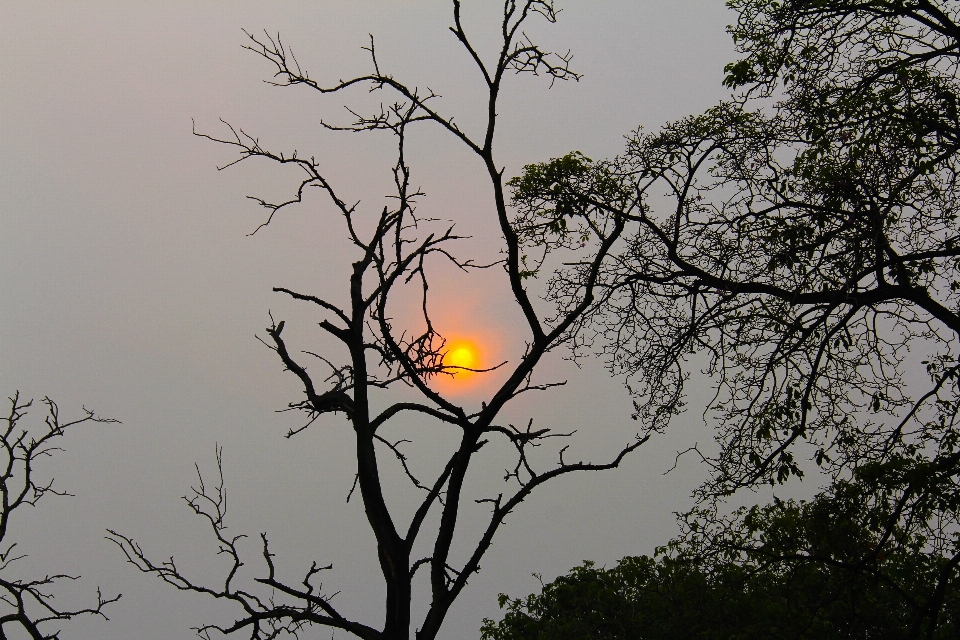 Arbre nature bifurquer silhouette