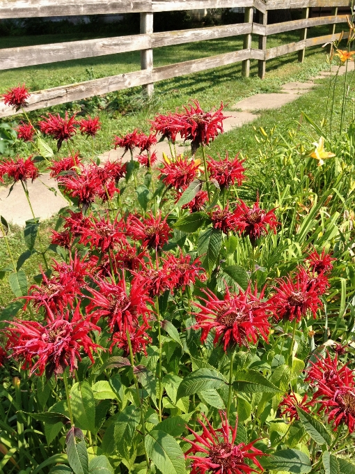 花 フェンス 植物 芝生