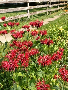 Blossom fence plant lawn Photo