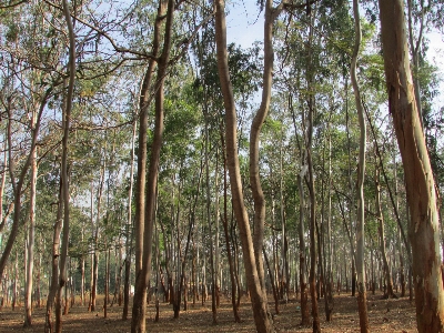 树 自然 森林 荒野 照片