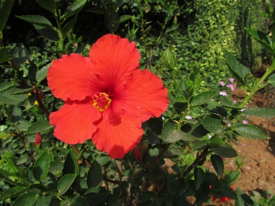 Blossom plant stem leaf Photo