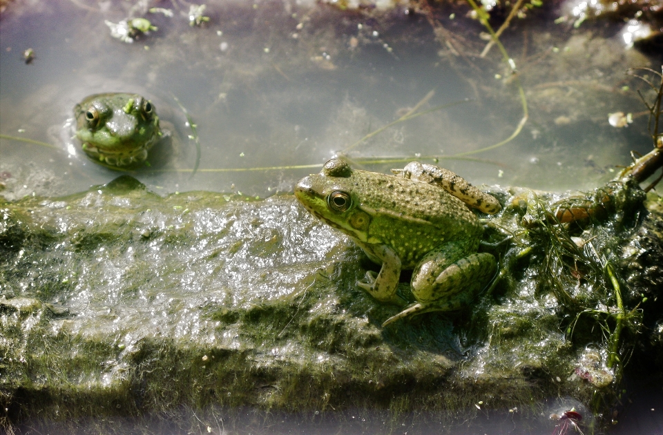 Agua naturaleza desierto
 animal