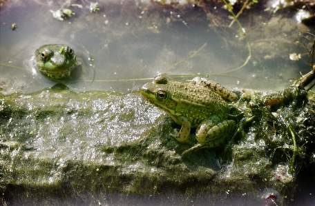 Foto Acqua natura selvaggia
 animale