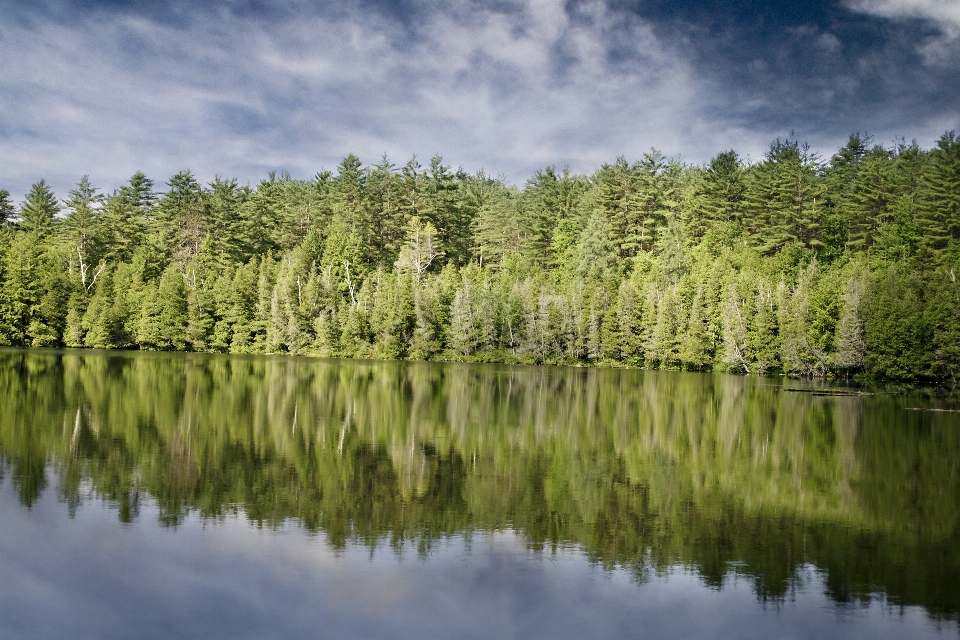 Landscape tree water nature