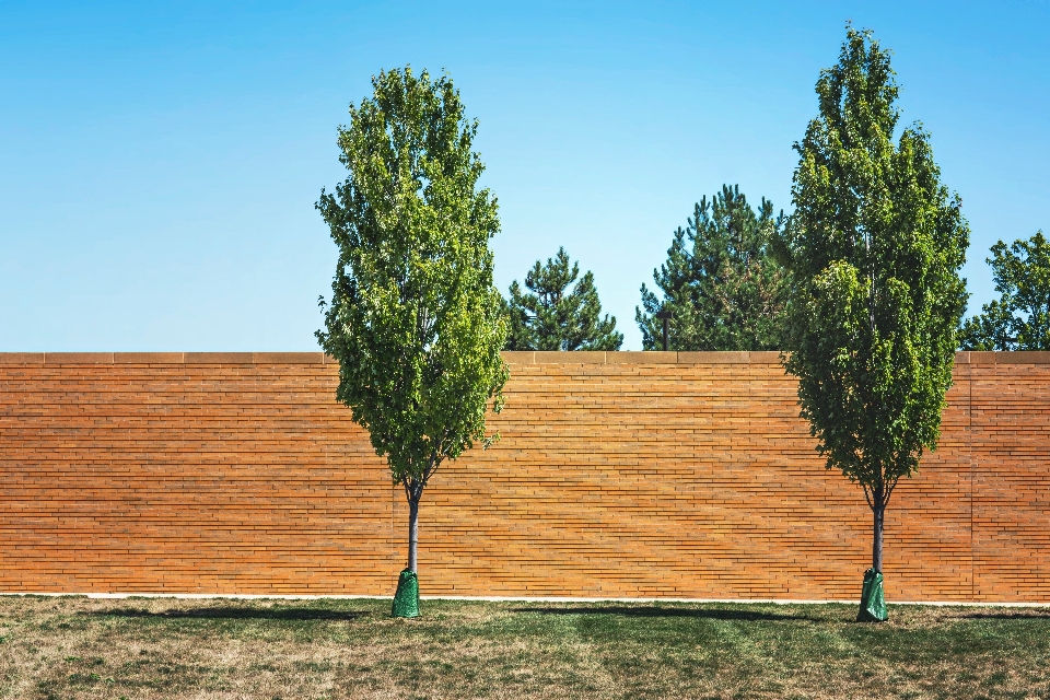 Albero natura erba pianta