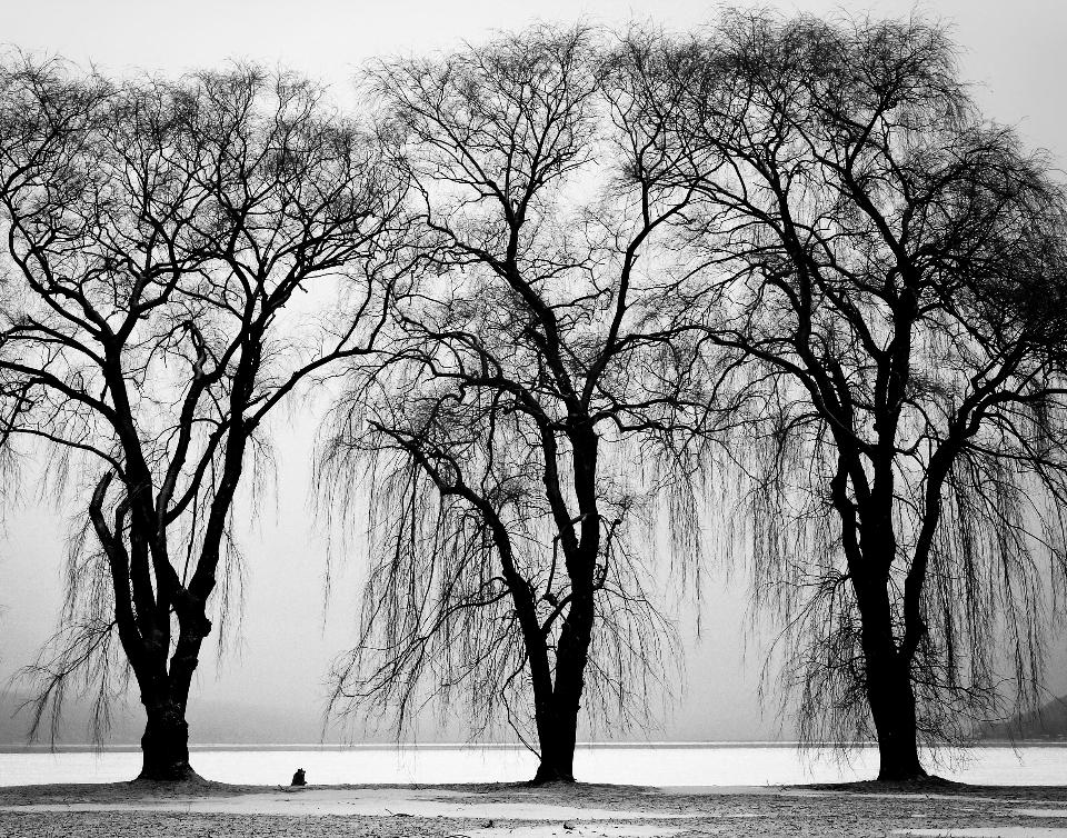 Arbre eau nature bifurquer