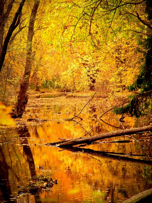 Baum wasser natur wald