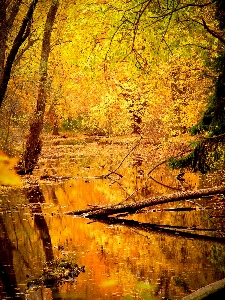 Tree water nature forest Photo