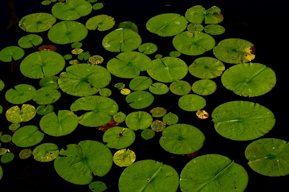 Agua naturaleza planta hoja