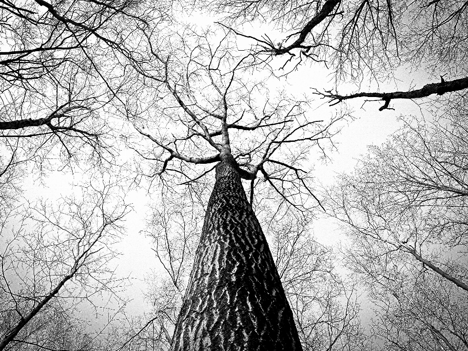 Tree nature branch winter