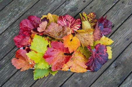 Plant vine leaf flower Photo