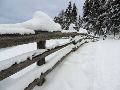 Forest snow cold winter Photo