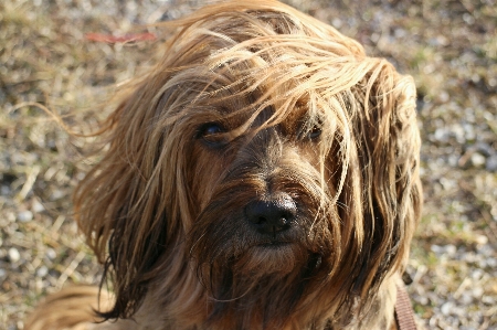 Hair view wind dog Photo