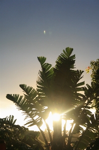 Tree nature light plant Photo