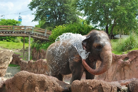 Water adventure trunk animal Photo