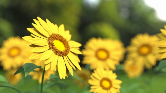 Photo Nature fleurir usine champ