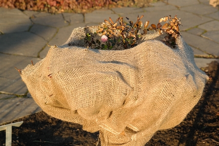 Winter wood leaf flower Photo