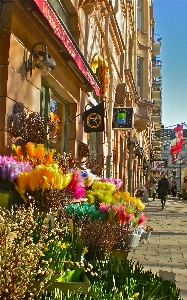 Foto Estrada rua flor cidade