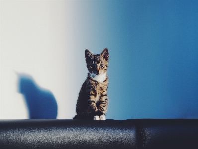 Animal pet kitten cat Photo