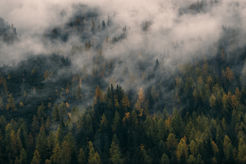 árvore natureza floresta montanha