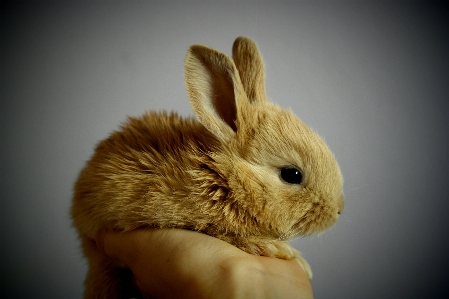 Foto Mano lindo mascota pelo