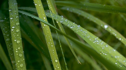 Water nature grass drop Photo