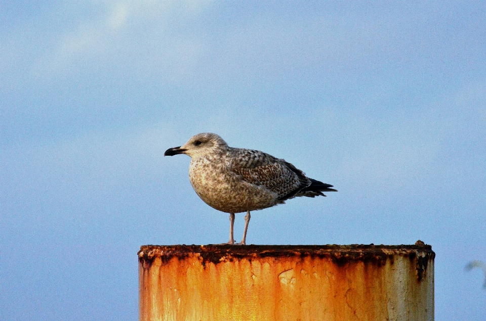 Burung laut
 camar margasatwa