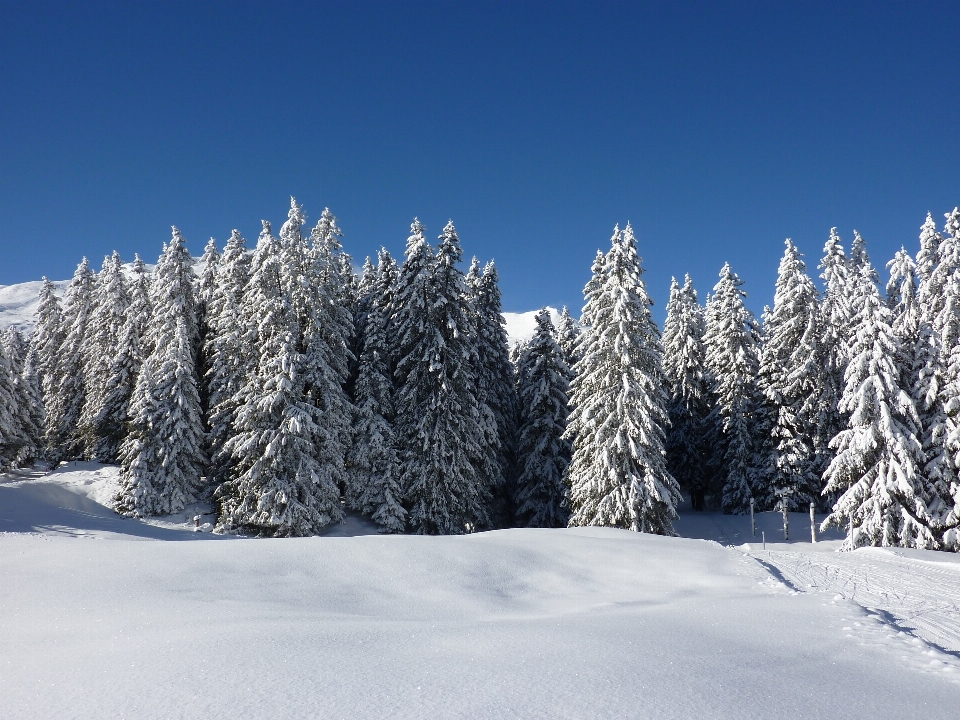 Landschaft baum natur wald