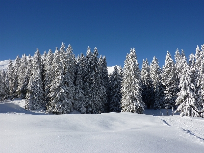 Landscape tree nature forest Photo