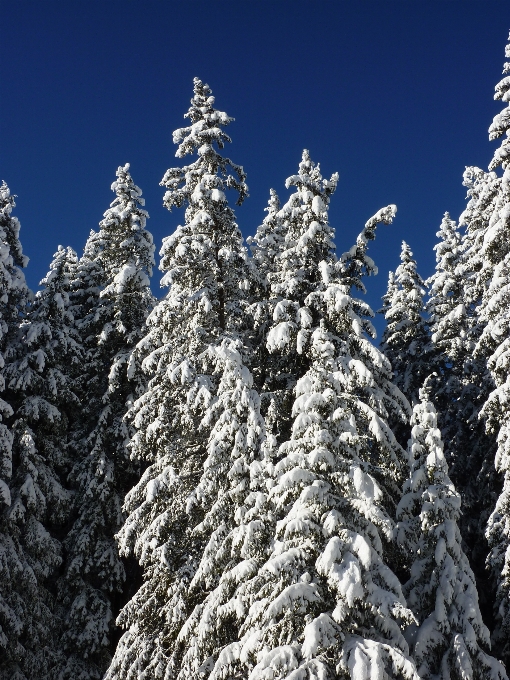 Paesaggio albero natura foresta