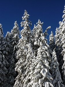 風景 木 自然 森 写真