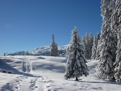 Landscape tree nature forest Photo