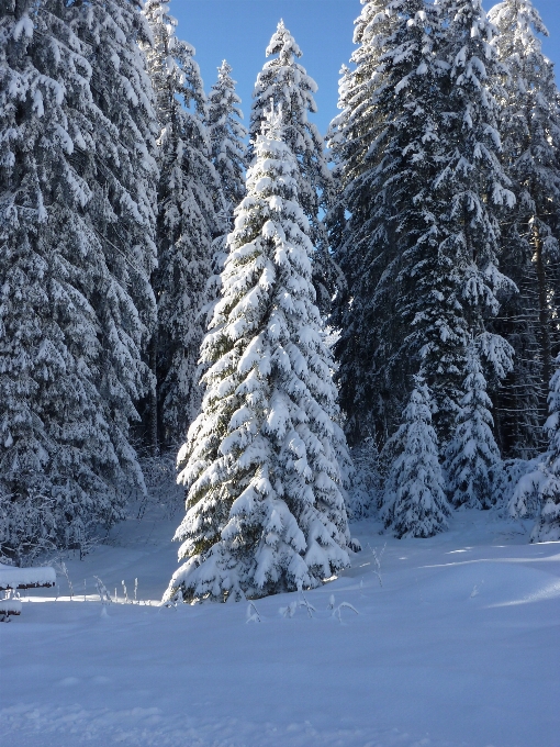 Landscape tree nature forest