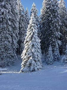 Landscape tree nature forest Photo