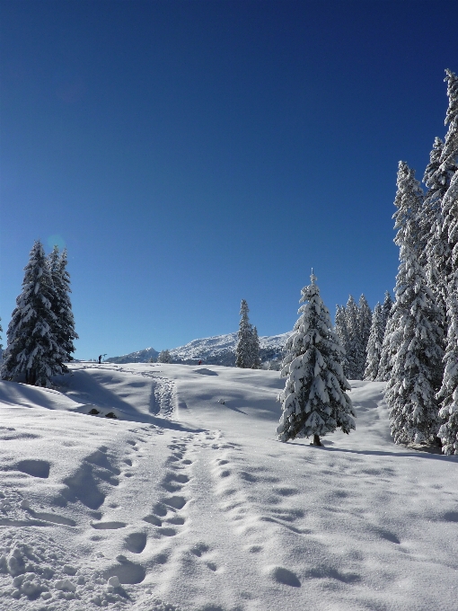 Landschaft baum natur wald