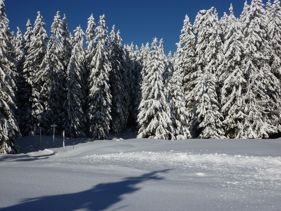 Paesaggio albero natura foresta