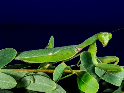 Leaf flower green praying mantis Photo