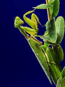 Branch plant leaf flower Photo