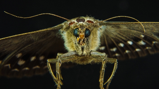 羽 写真撮影 飛ぶ 虫 写真