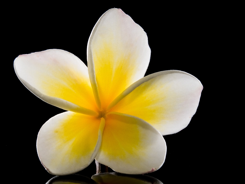 Blossom plant white photography