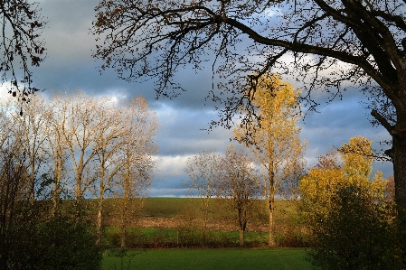 Landscape tree nature forest Photo