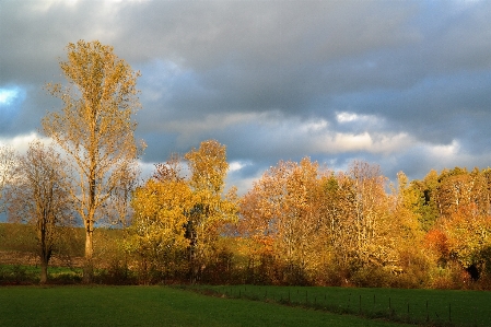 Landscape tree nature grass Photo